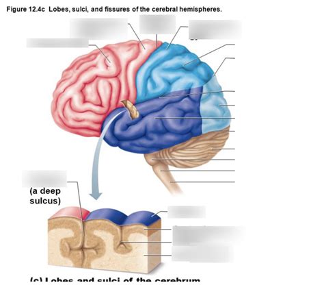 External Features Of The Cerebral Hemispheres Figure A Diagram Quizlet