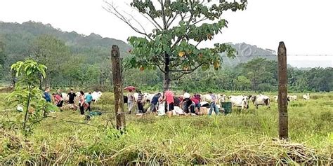 Rayo Mata A Un Finquero Y Siete Vacas En Costa Rica Radio La Primerisima