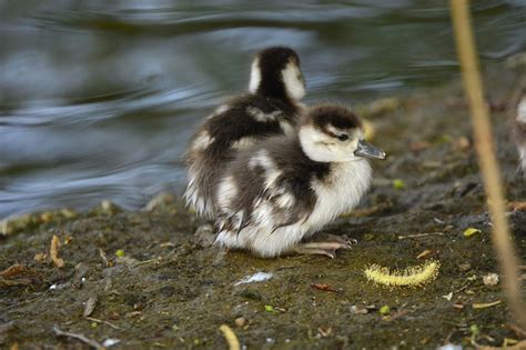 Oiseau Canard Caneton Photo Gratuite Sur Pixabay Pixabay