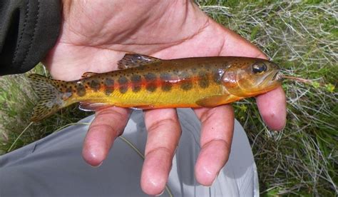 Tiny Water Stalkers What To Enjoy Besides The Boo Trout Fish