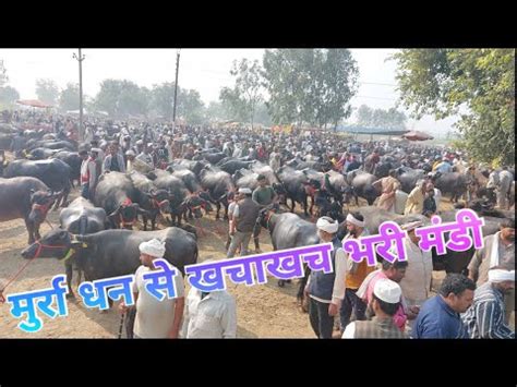 Parsi Pashu Mandi Murrah Buffalo Murra Bhes Pashu Mela Hatwara