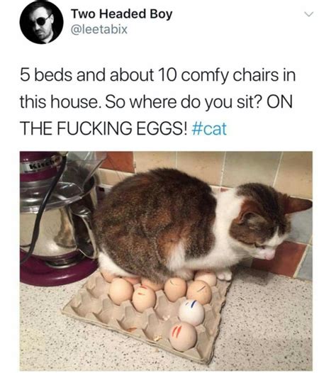 Funny Eggs Cute Minions Cat Cleaning Got Memes Very Funny Funny