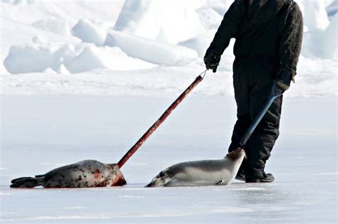 Terre Neuve Et Labrador Finance Une Campagne En Faveur De La Chasse Au