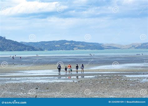 Kawakawa Bay Beach New Zealand In Summer Stock Image Image Of Blue