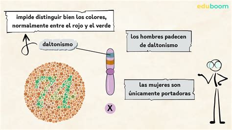 Gen Tica Del Daltonismo