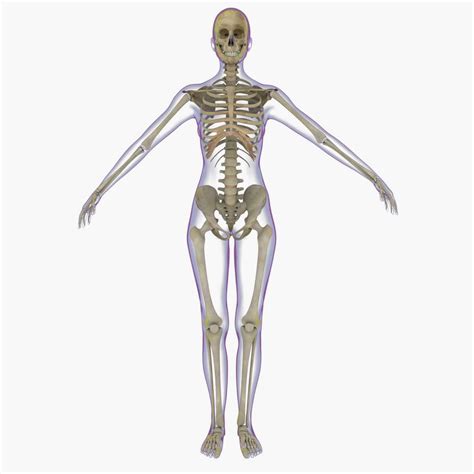 X-Ray Female Skeleton 3D Model