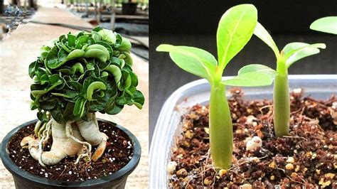 Посадка семян адениума Dorset horn (барашек), Калотропис гигантея и ...