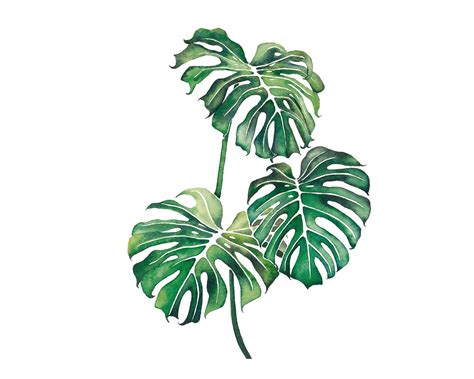 Monstera Plant Sketch Monstera Leaf Drawing Tropical Plant