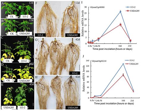 Frontiers Rna Seq Analysis Of Differential Gene Expression Responding