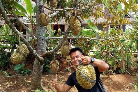 Teknik Baru Cara Membuahkan Tanaman Durian Dengan Racikan Ajaib