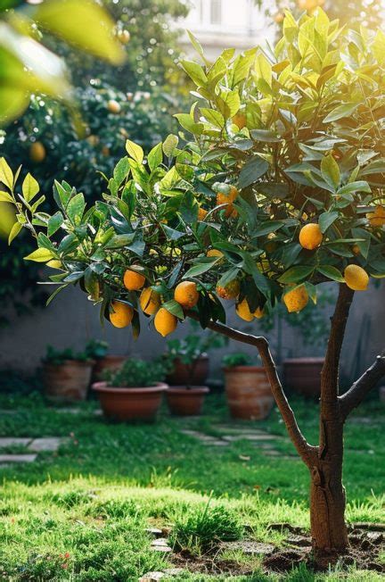 Mon Citronnier Perd Ses Feuilles Comment R Agir