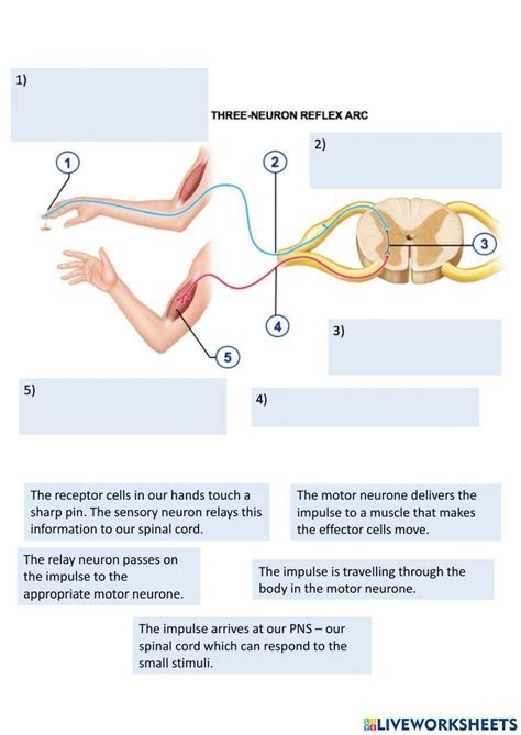 Reflex Arc Process Worksheet Live Worksheets Worksheets Library