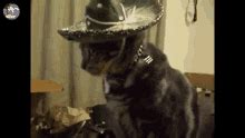 Sombrero Cat GIFs | Tenor