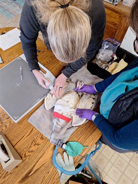 International Owl Center - Piper the American Barn Owl was also up for