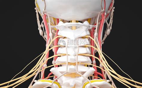 人体颈部神经系统图片素材 正版创意图片401791196 摄图网