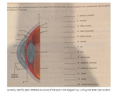 Solved Rectly Identify Each Lettered Structure In The Diagram By