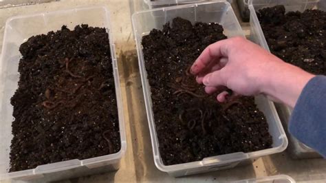 Diy Compost Worms Totes For Fishing Bait Youtube