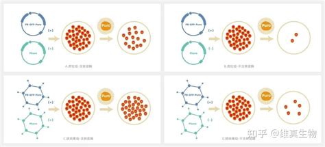 什么是piggy Bac（pb）转座子？ 知乎