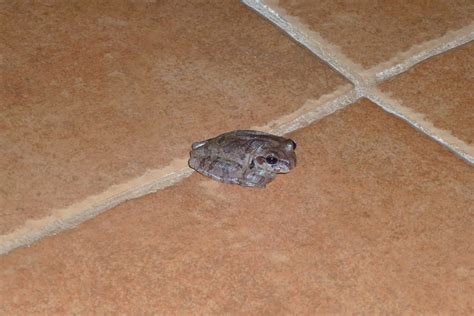 Grenouille Arboricole Mexicaine Smilisca Baudinii Mexican Tree Frog