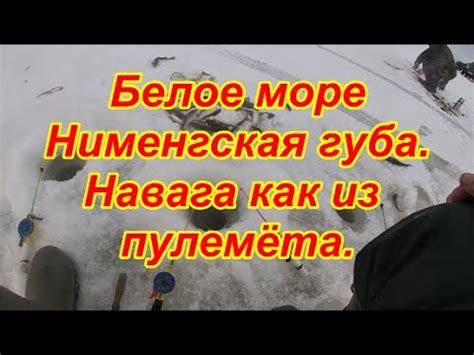 Белое море. Нименгская губа. Навага как из пулемёта. - YouTube