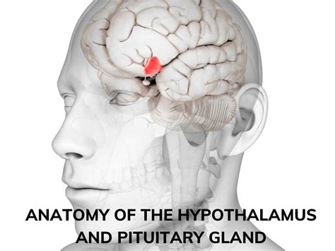 Anatomy Of The Hypothalamus And Pituitary Gland My Endo Consult