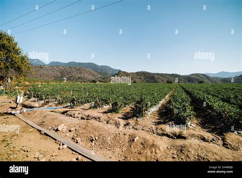 Mexico Field Of Crops Hi Res Stock Photography And Images Alamy