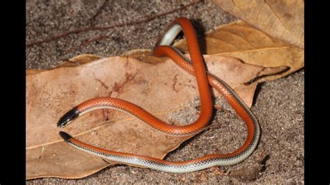 Apostolepis Dimidiata Serpentes Brasileiras