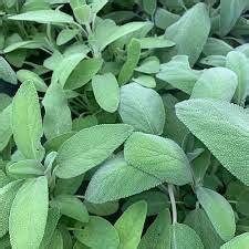 Salvia Officinalis Diversamente Salato Giovanna In Cucina