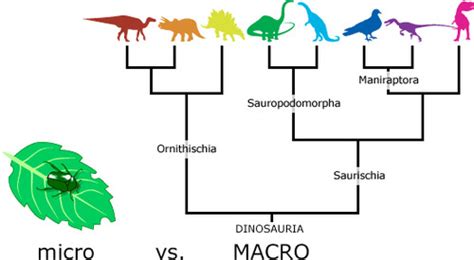 Ch The History Of Life On Earth Flashcards Quizlet