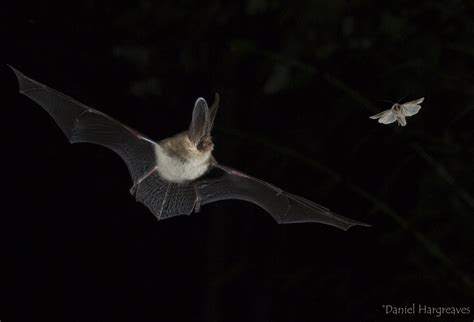 BRILLIANT BATFEST Learn More About Bats At Annual Halloween Event In