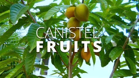 Canistel Fruits Eggfruit Southwest Florida Urban Gardening Youtube