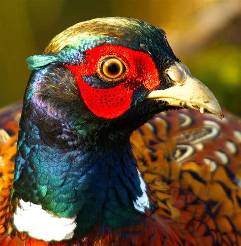 Male Pheasant Head Shot Take At Big Waters Nature Rese Flickr