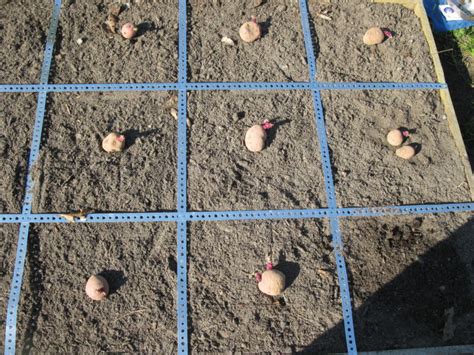 Potatoes Irish The Garden Academy