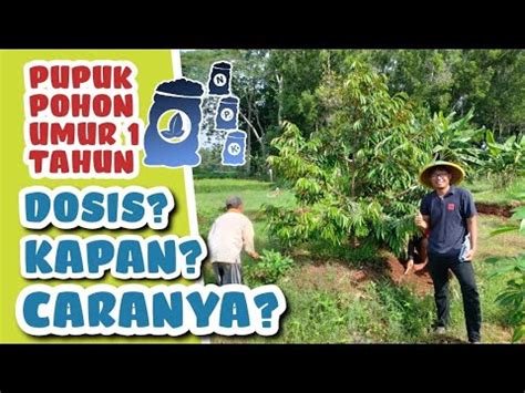 Cara Pemupukan Pohon Durian Musangking Bawor Oce Oche Duri Hitam