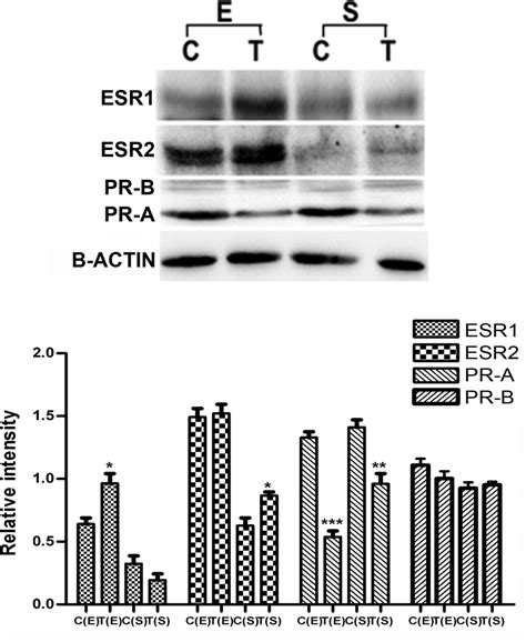 Effect Of PN On The Uterine Expression Of ESR And PGR Western Blot