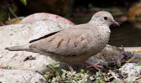 Common Ground Dove | San Diego Bird Spot