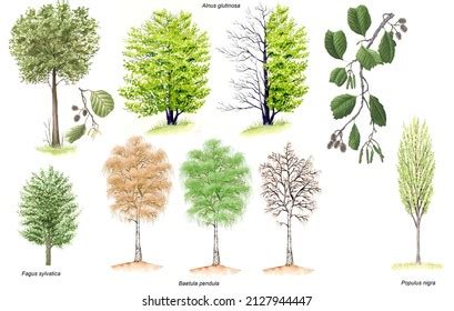 Botany Phanerogams Various Species Trees Some Stock Illustration ...