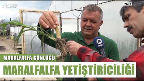 K Ymetli Bitki Maralfalfa Turhan Kendirli Den Maralfalfa Rehberi