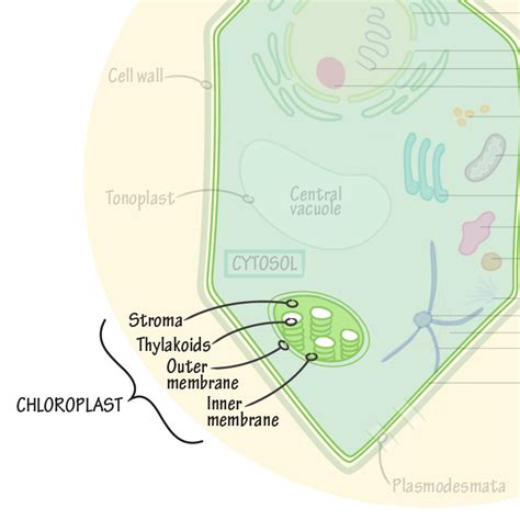 Cell Biology Glossary Chloroplast Ditki Medical Biological Sciences