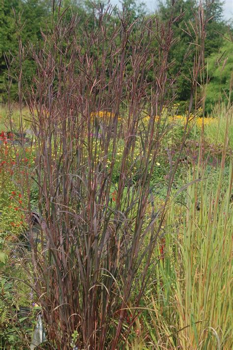 Andropogon Gerardii ‘blackhawks Pp27949 Norview Gardens Ltd