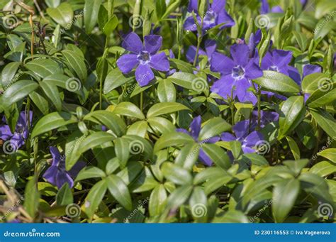 Vinca Minor Lesser Periwinkle Ornamental Flowers In Bloom Common