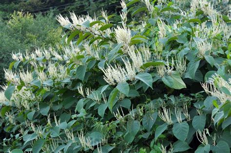 Japanese Knotweed Eradication