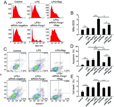 The Expression Of Foxg1 Affects Oxidative Stress And Apoptosis In Oc 1