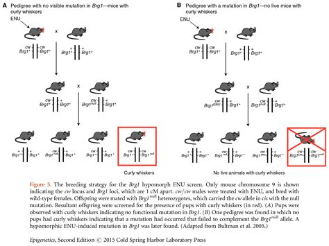 The Use of Mouse Models to Study Epigenetics