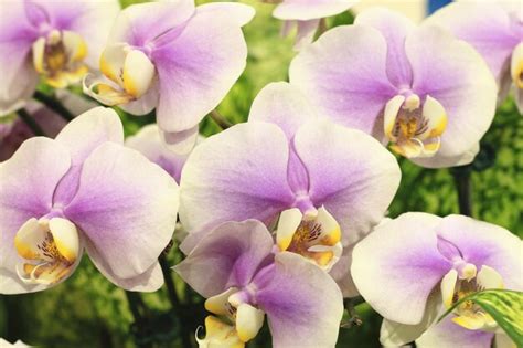 Premium Photo Phalaenopsis Or Moth Orchid Flowerscloseup Of White