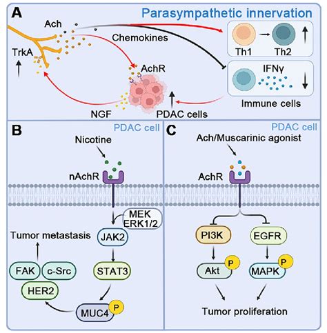 Parasympathetic Innervation And Crosstalk With Pdac Cells A Pdac Cells