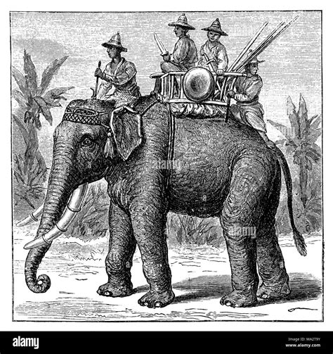 War Elephant Hi Res Stock Photography And Images Alamy