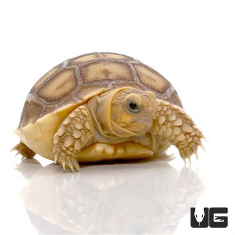 Baby Sulcata Tortoises Centrochelys Sulcata For Sale Underground