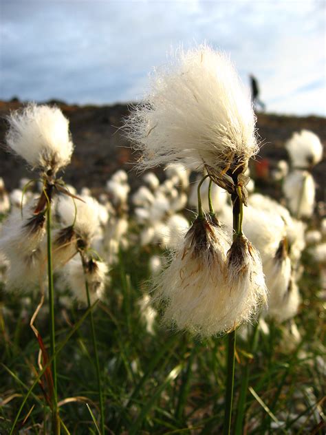 Free photo: Cotton Grass - Cotton, Crop, Grass - Free Download - Jooinn