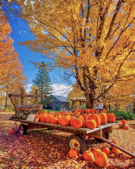 Pin By Marsha Lingle On Autumn Autumn Scenery Fall Pictures Fall